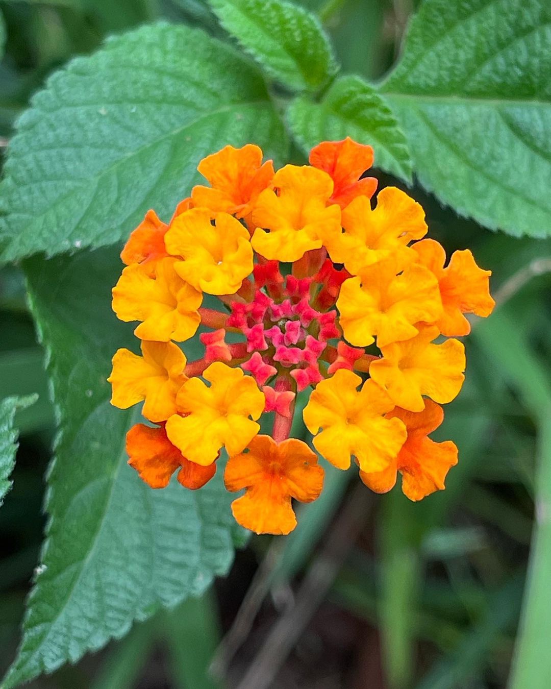 A vibrant Lantana flower in bright orange and yellow hues, surrounded by lush green leaves.