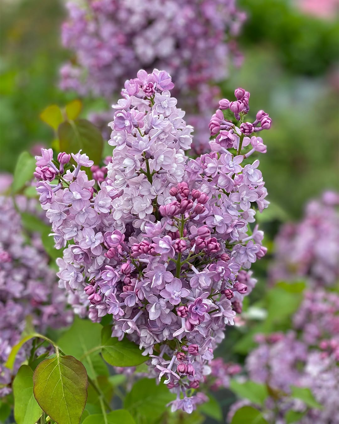Lilacs Fragrant Spring Classics