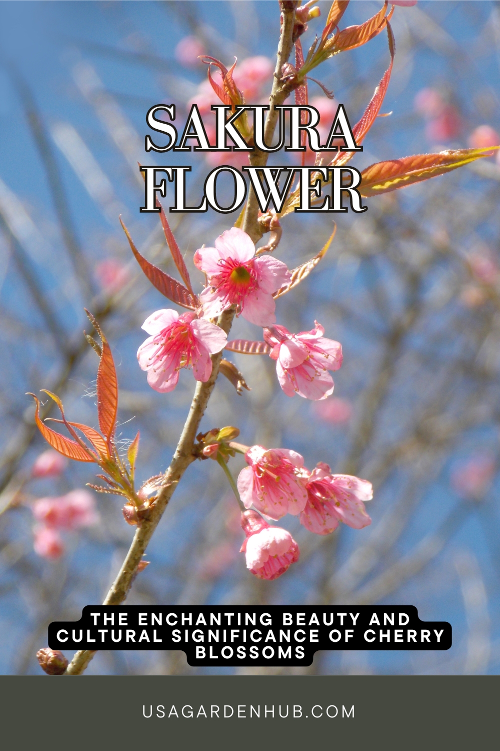 Sakura Flower : The Enchanting Beauty and Cultural Significance of Cherry Blossoms Cherry Blossoms Sakura flowers