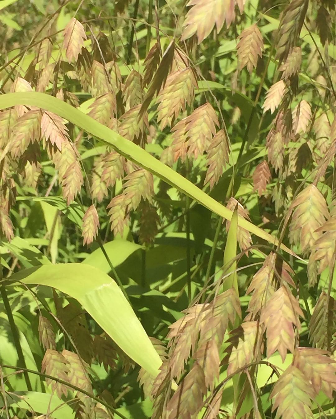 Northern Sea Oats (Chasmanthium latifolium)