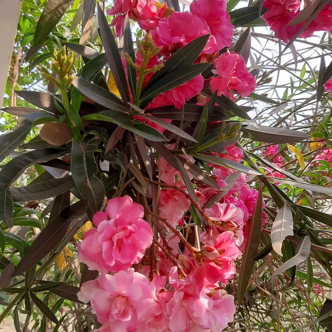 Oleander: Tough and Tropical