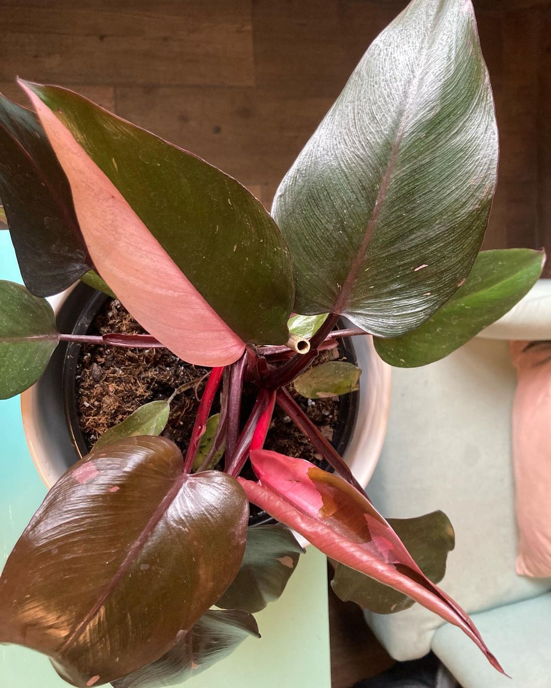 A Philodendron Erubescens featuring vibrant red and green leaves, showcasing its striking foliage in a natural setting.
