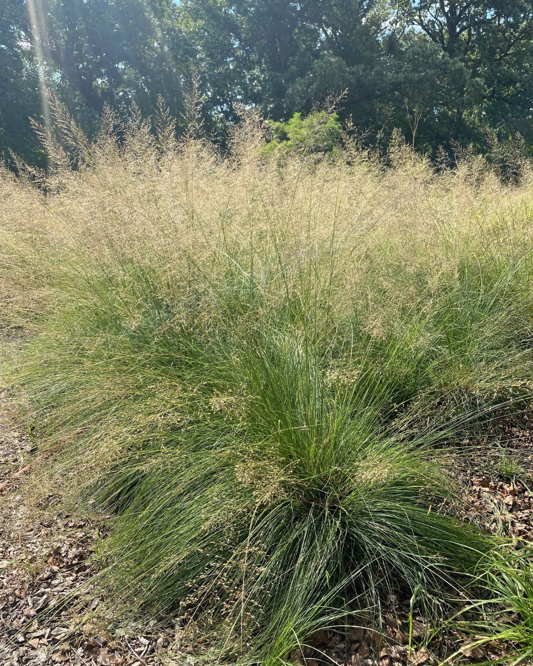 Prairie Dropseed (Sporobulus heterolepis)