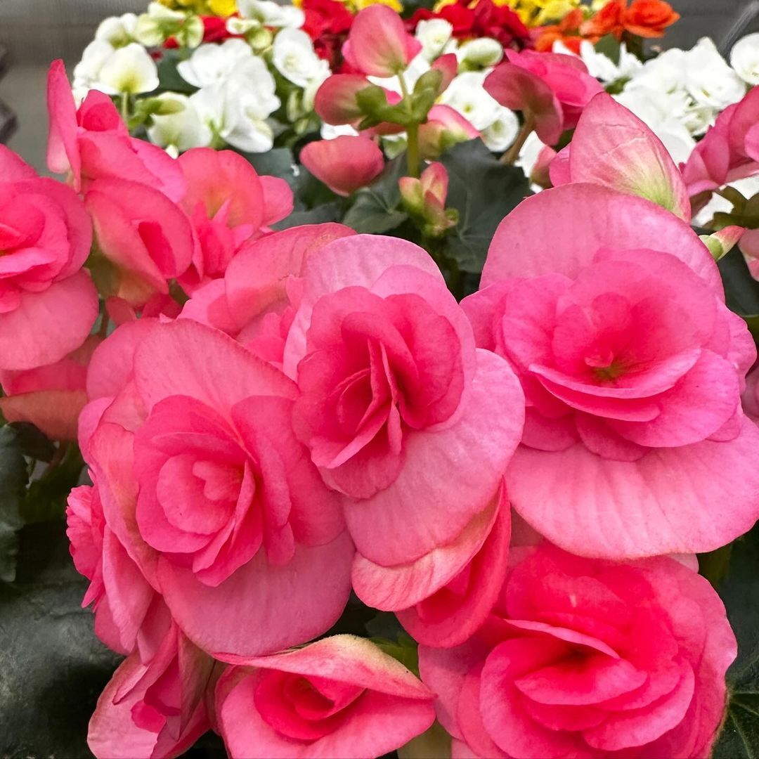 Rieger Begonias are compact, flowering plants known for their vibrant, colorful blooms and are often grown indoors, thriving in bright, indirect light and moist, well-draining soil.