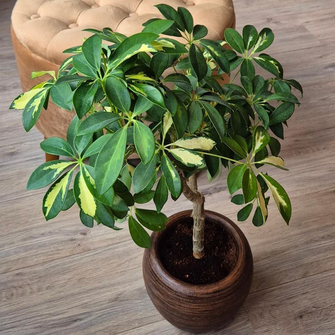 Umbrella Plant