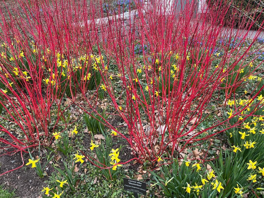Red Twig Dogwood (Cornus sericea) is a deciduous shrub known for its striking red stems in winter, along with white flowers in spring and vibrant green leaves,