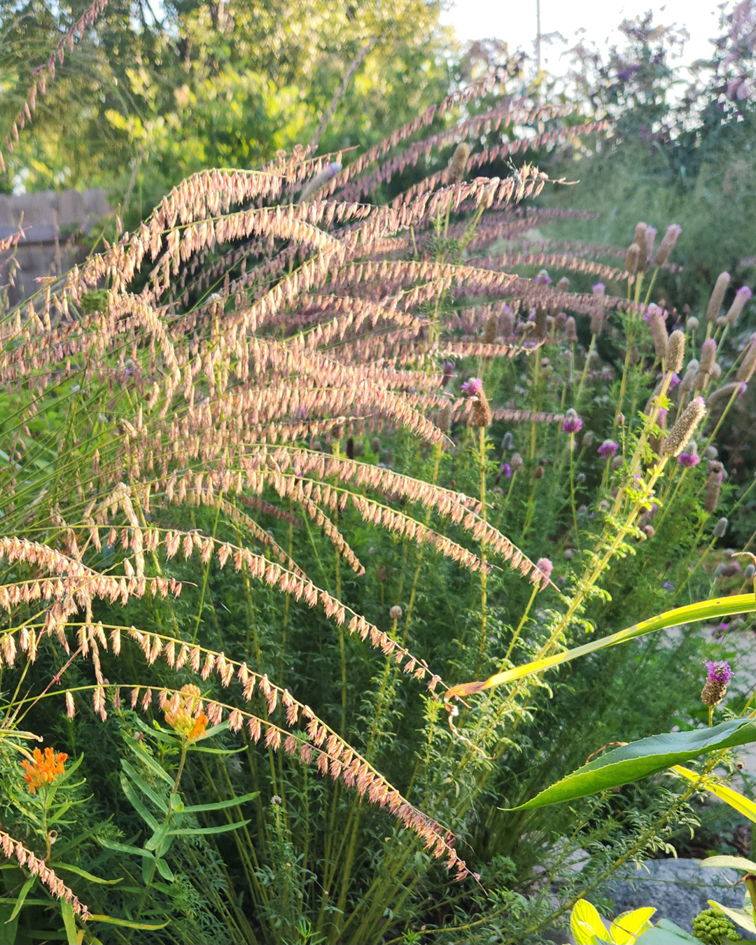 Sideoats Grama (Bouteloua curtipendula)