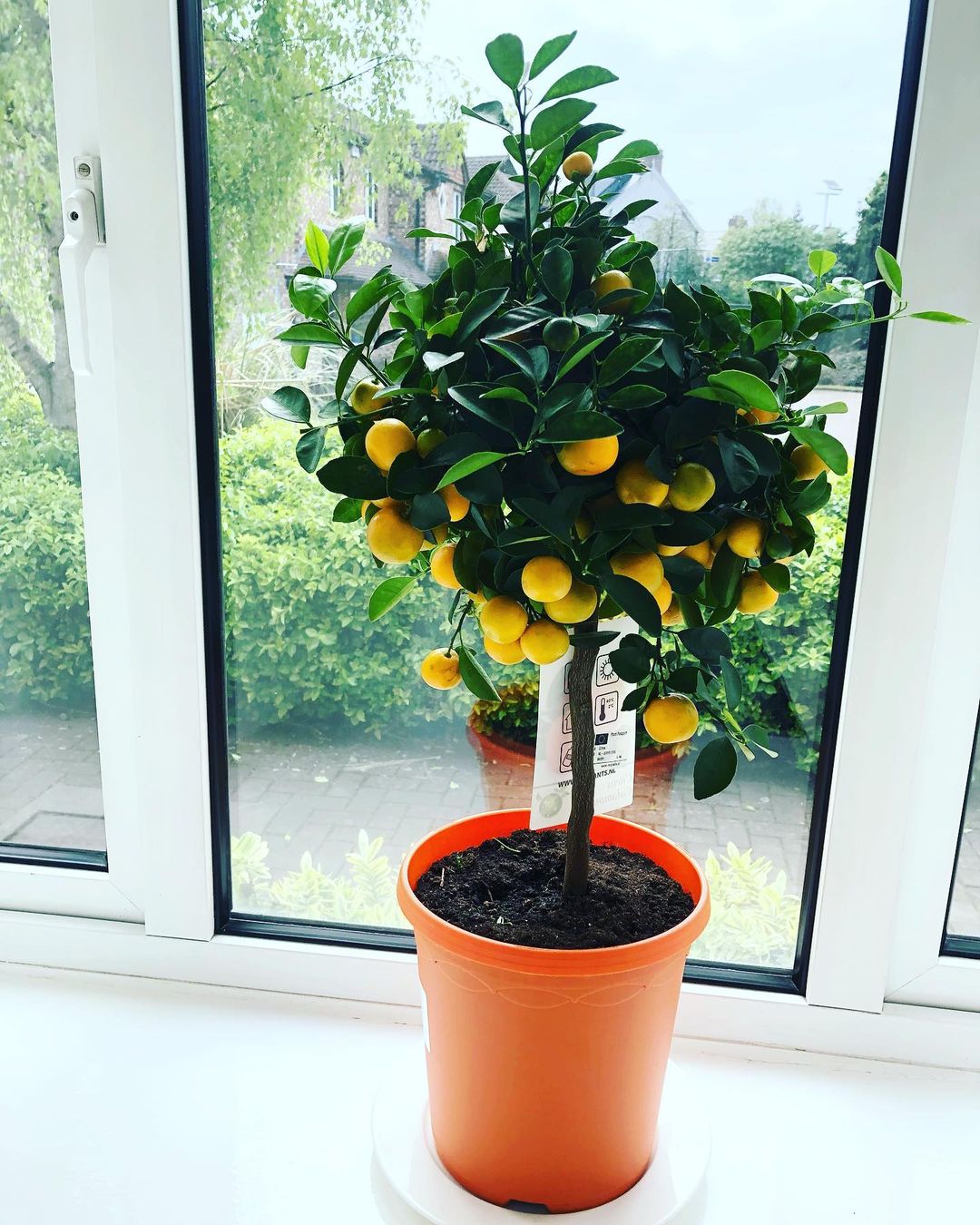 The Calamondin tree is a small, cold-hardy citrus tree that produces tiny, sour orange-like fruits, often grown for ornamental purposes and used in cooking or as a houseplant due to its fragrant blossoms and compact size.
