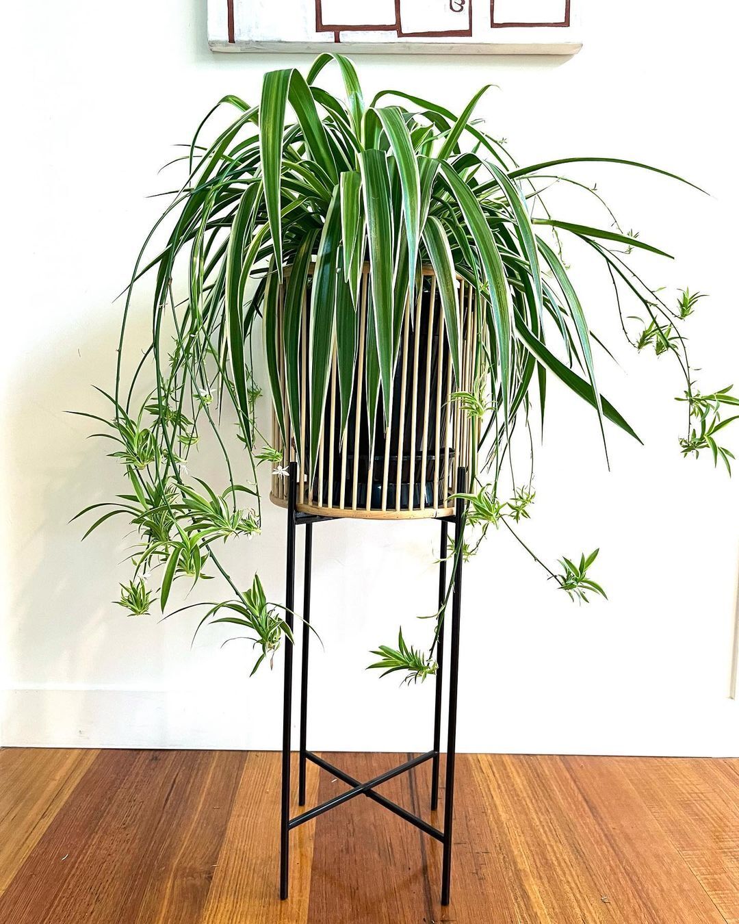 a plant in a pot Spider Plant