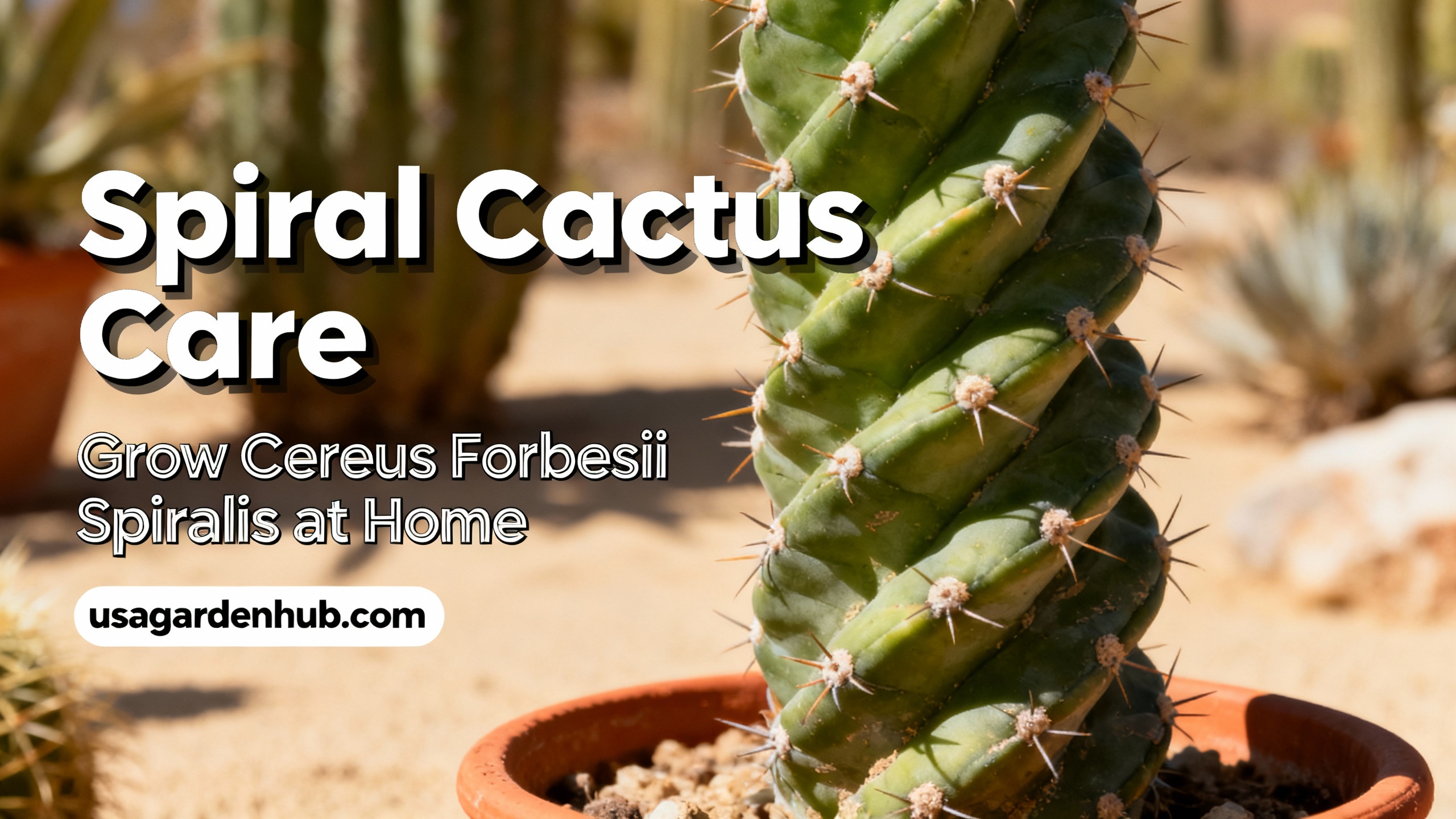 Spiral Cactus Care: How to Grow Cereus Forbesii Spiralis at Home