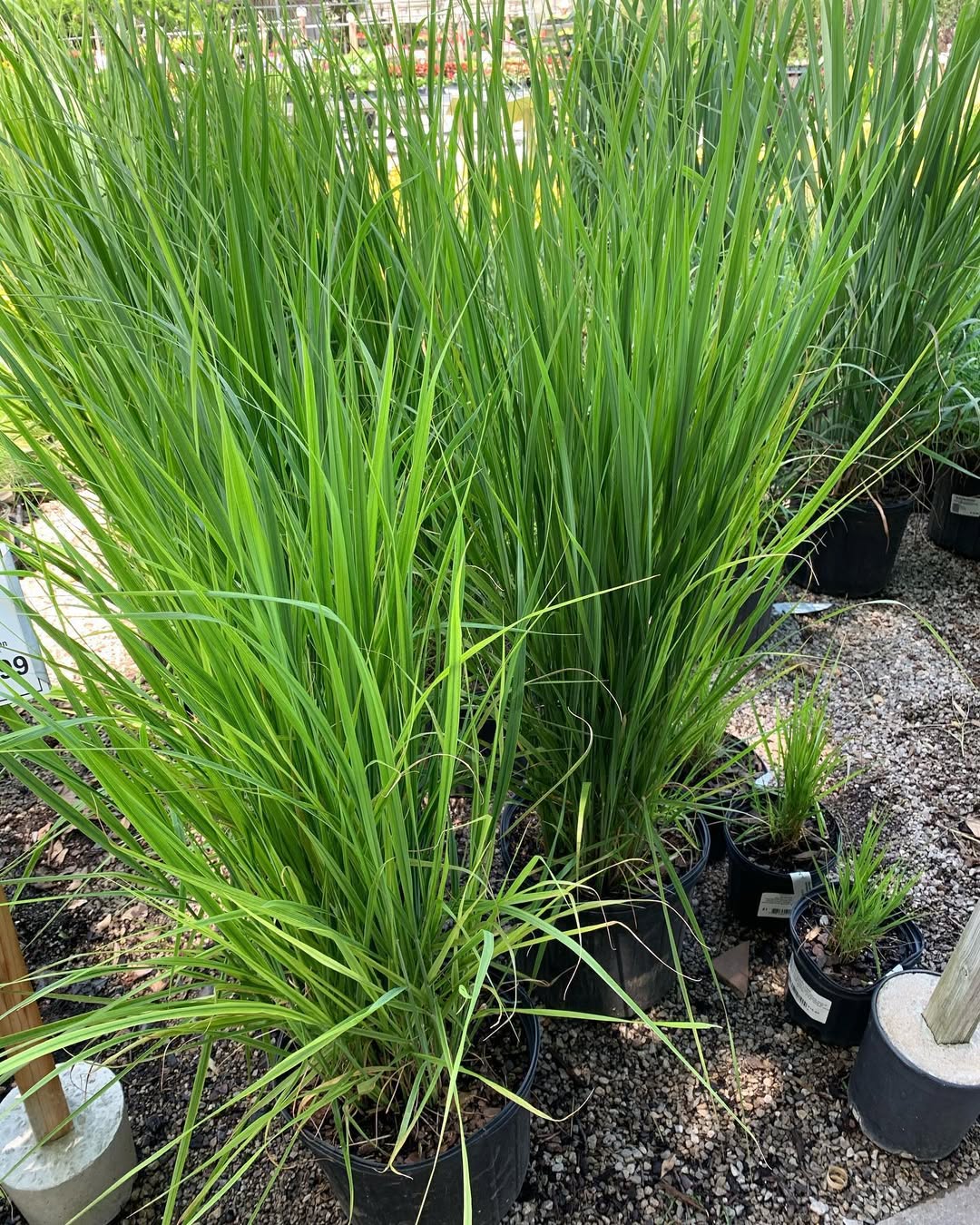 Switchgrass (Panicum virgatum)