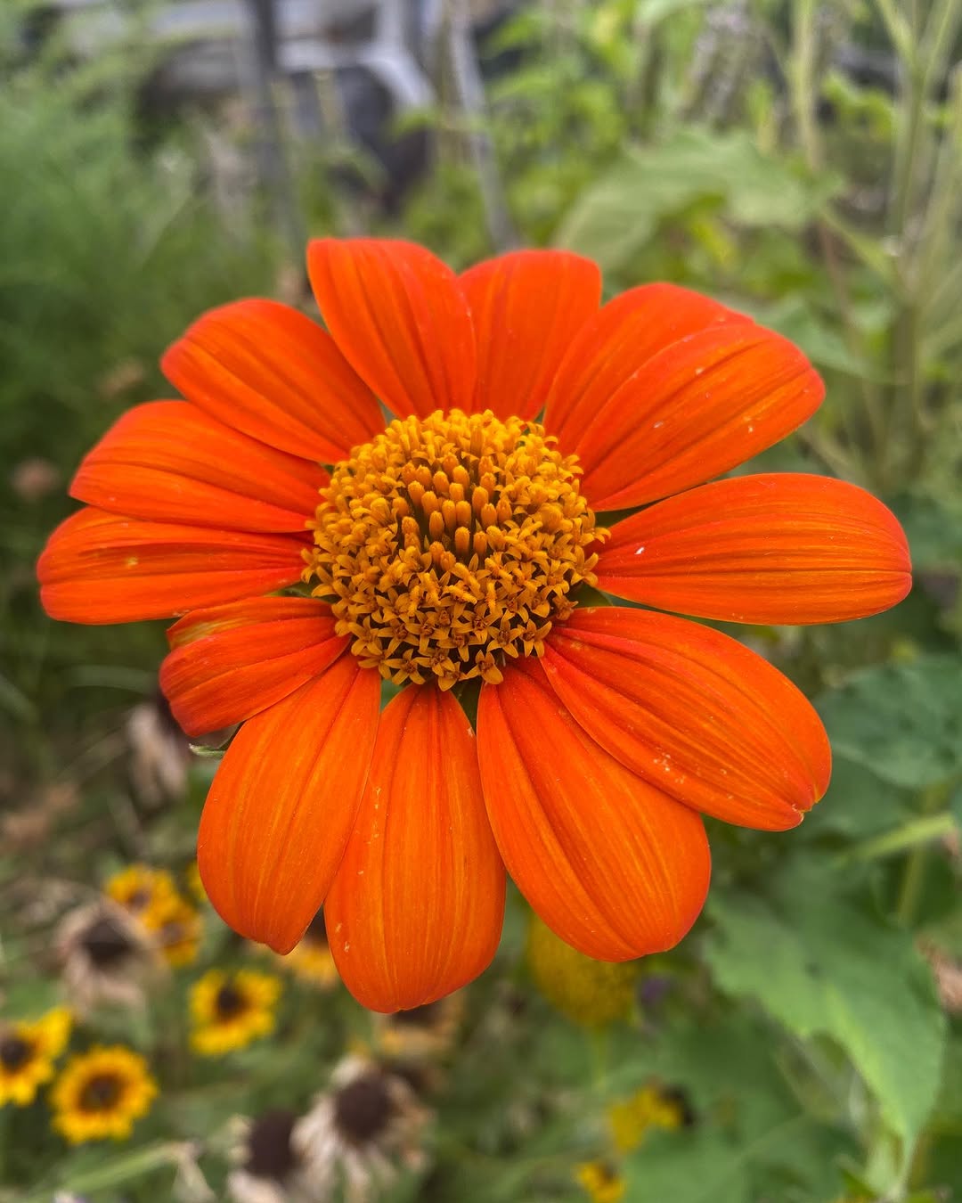 Tithonia