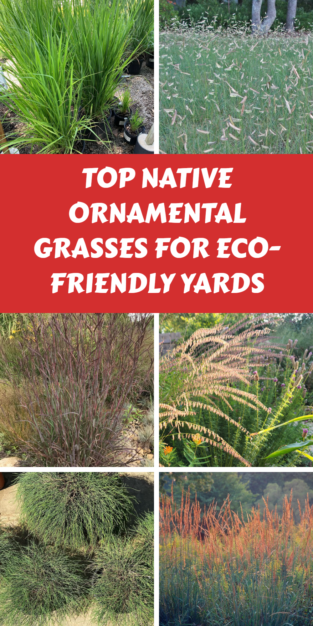 Top Native Ornamental Grasses for Eco-Friendly Yards.p
