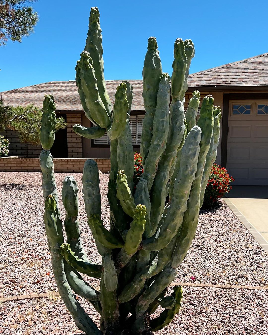 A Totem Pole Cactus stands prominently in a yard, with a house visible in the background, showcasing a serene landscape.