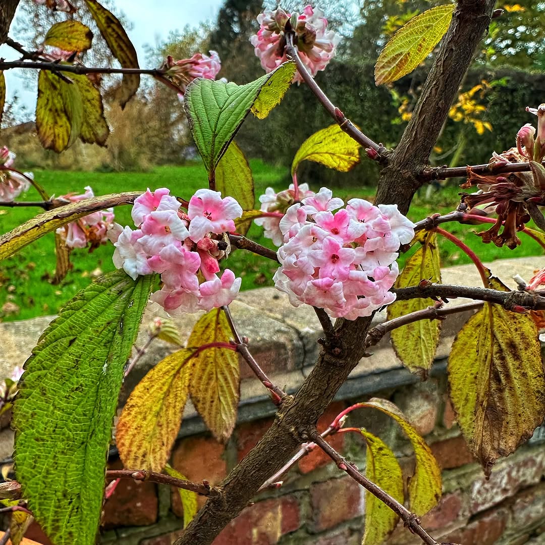 Viburnum Four-Season Interest
