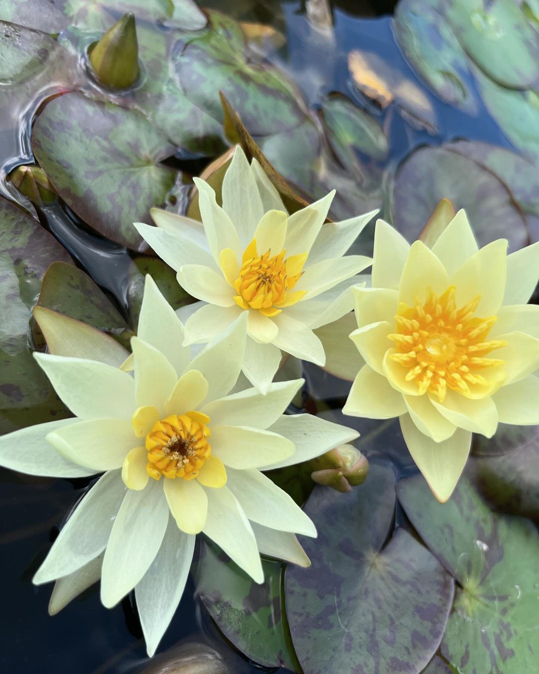 Two yellow water lilies bloom in a serene pond, surrounded by lush green leaves.