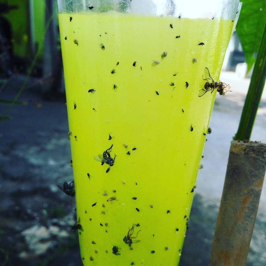 Yellow sticky traps are effective tools for monitoring and controlling flying insect pests, such as aphids and fungus gnats, by attracting them to the adhesive surface.