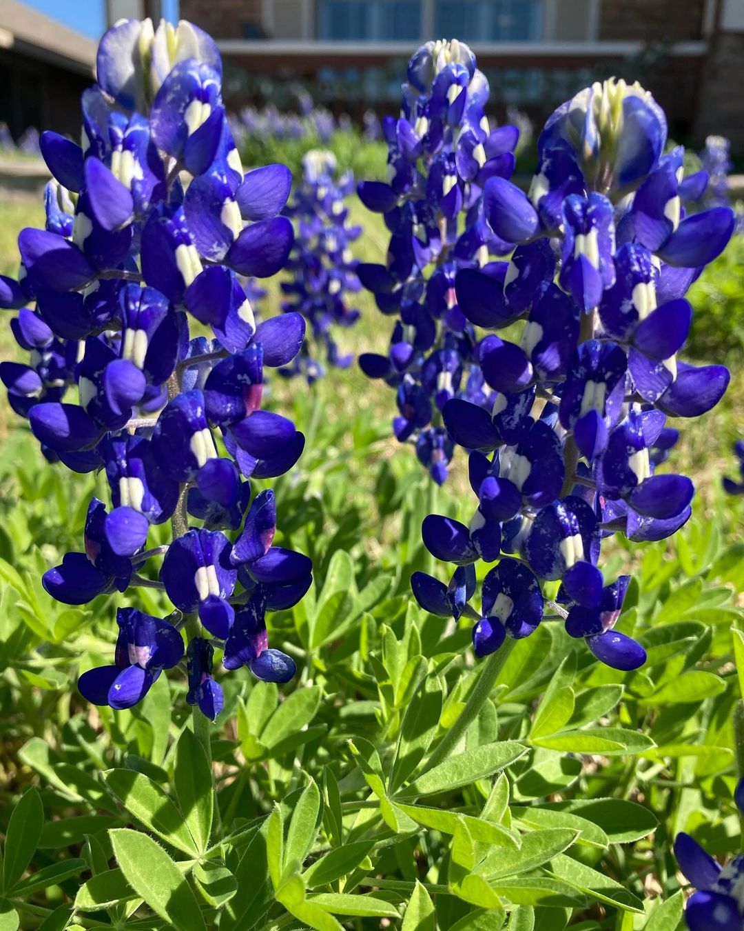 Texas Bluebonnet (Lupinus texensis) is a hardy wildflower known for its vibrant blue flowers and iconic status as Texas