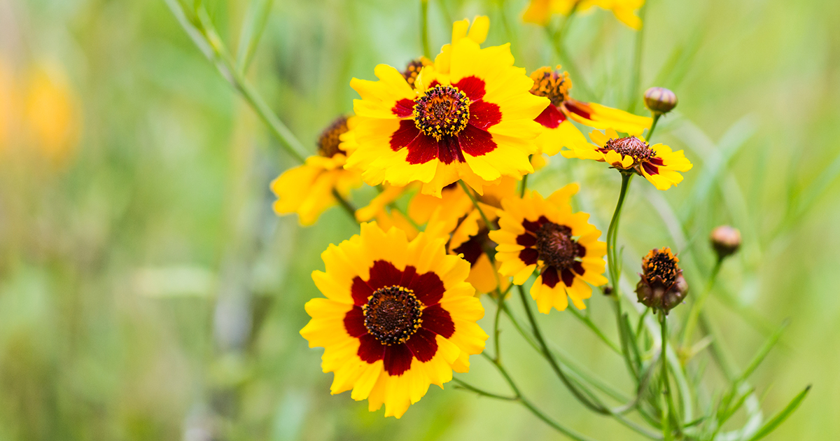 Coreopsis (Coreopsis spp.)