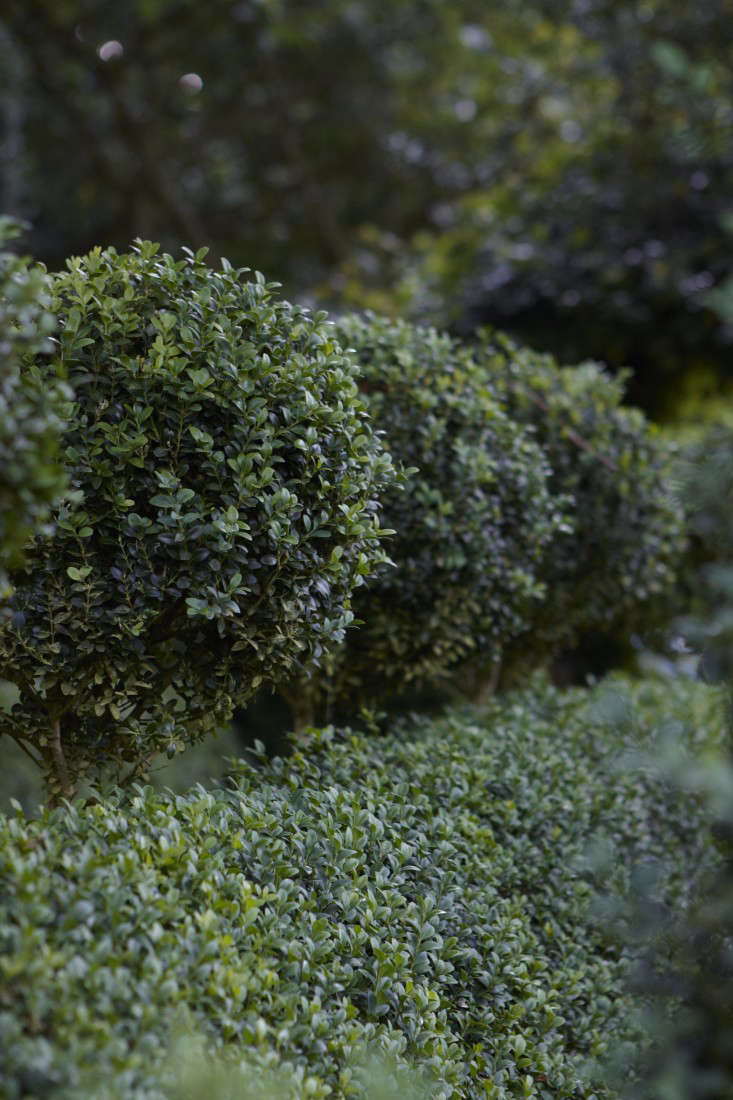 Boxwood