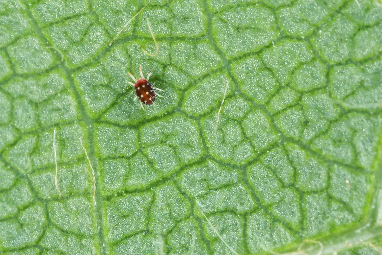 Plant pests include insects like aphids, spider mites, and mealybugs, as well as slugs and fungal gnats, which can damage plants by feeding on leaves, stems, or roots.