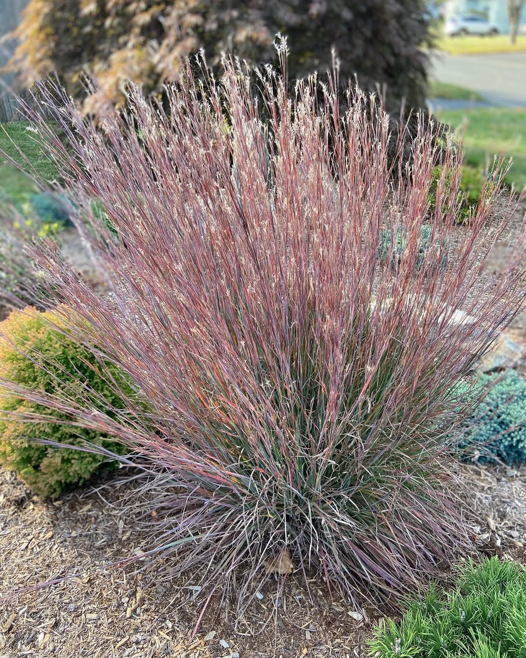 Little Bluestem (Schizachyrium scoparium)