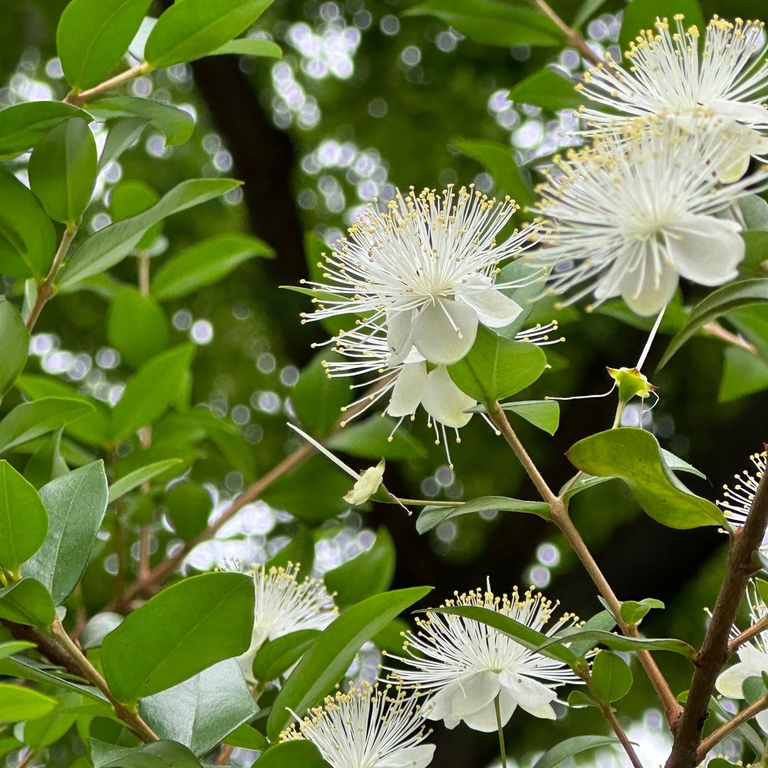 Myrtle is an evergreen shrub known for its aromatic leaves and star-like white or pink flowers, symbolizing love, beauty, and immortality, and thriving in full sun and well-draining soil.
