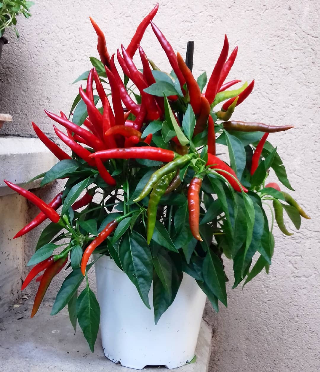 Peppers are heat-loving plants that thrive in full sun and well-drained soil, producing a wide variety of sweet or spicy fruits depending on the variety.