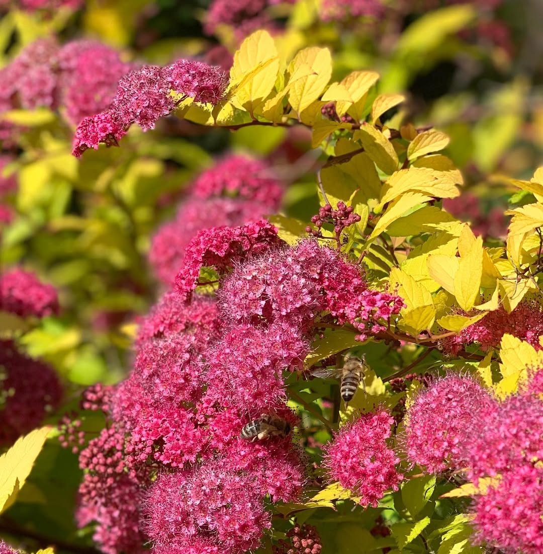 Spirea: The Low-Maintenance Gem