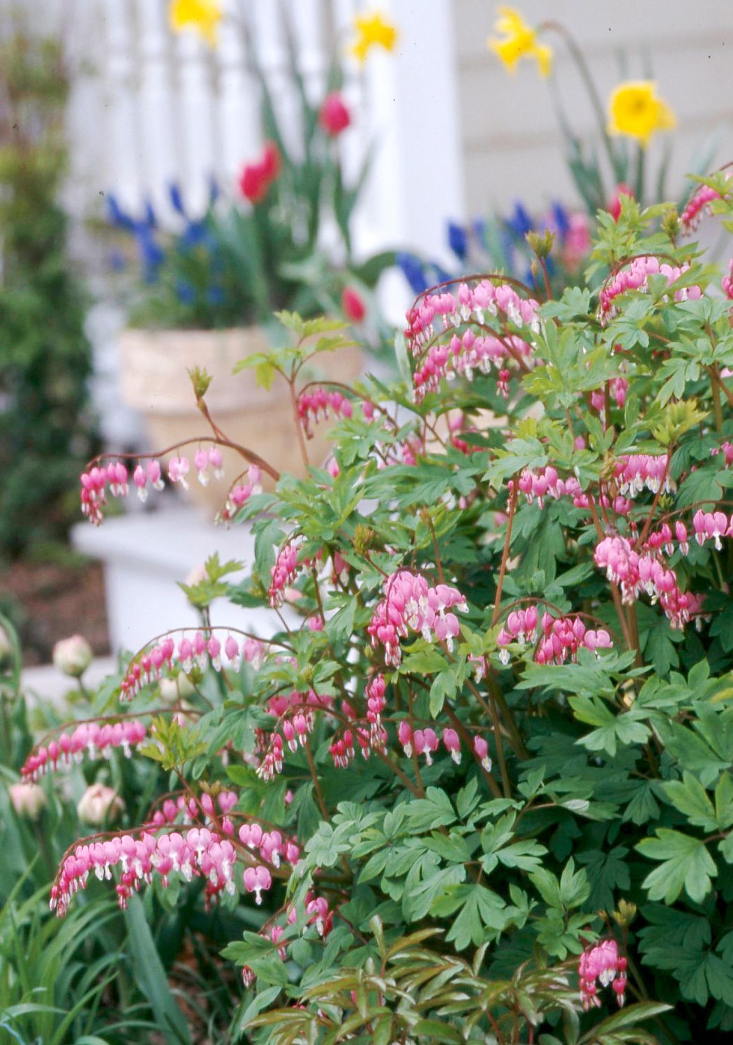 Bleeding Heart (Dicentra spp.)