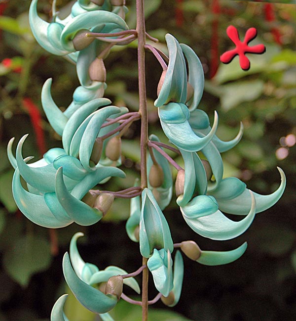 Jade Vine - flowers starting with J