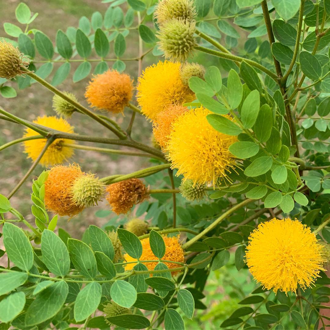 Goldenball Leadtree (Leucaena retusa)