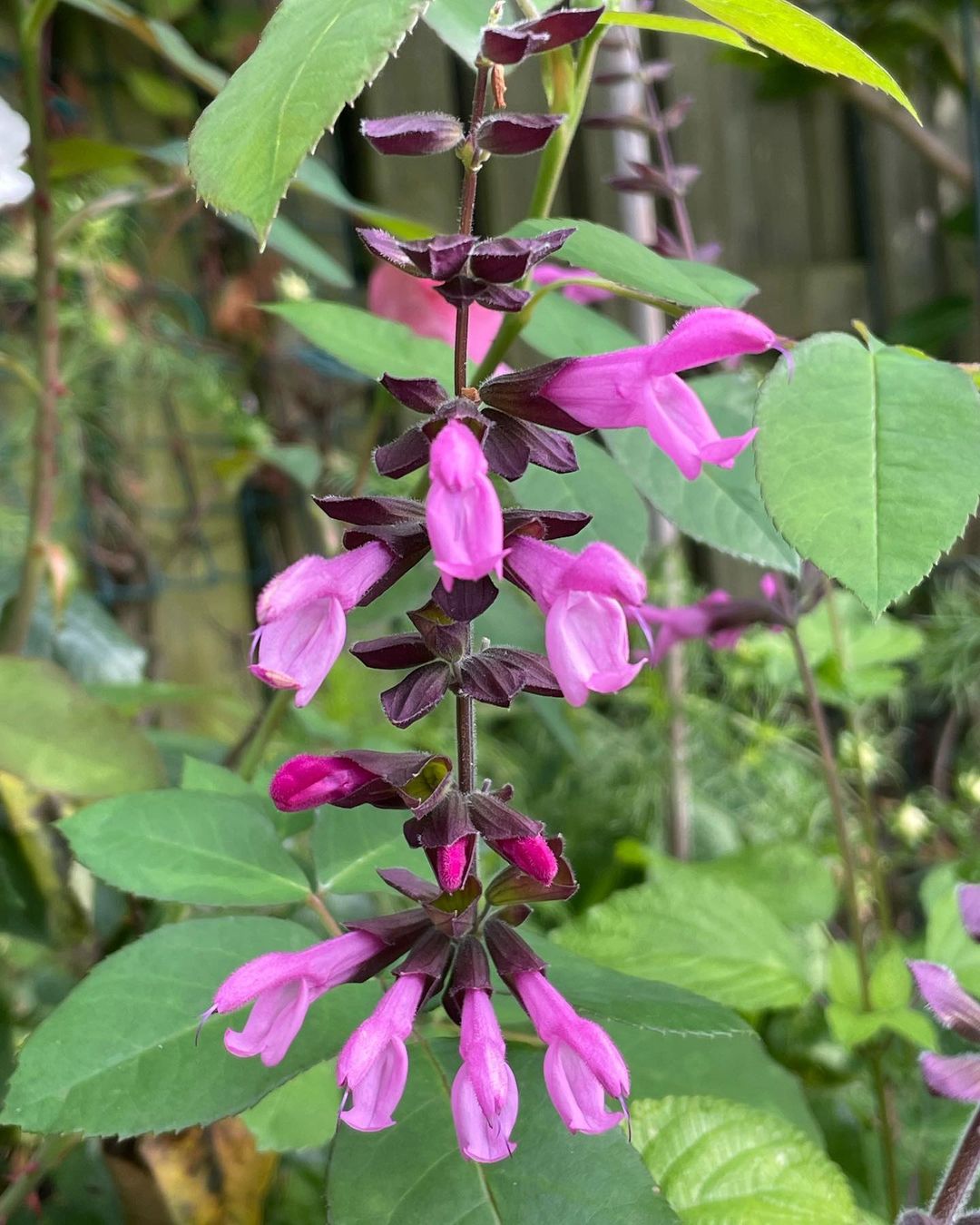 Salvia Amistad