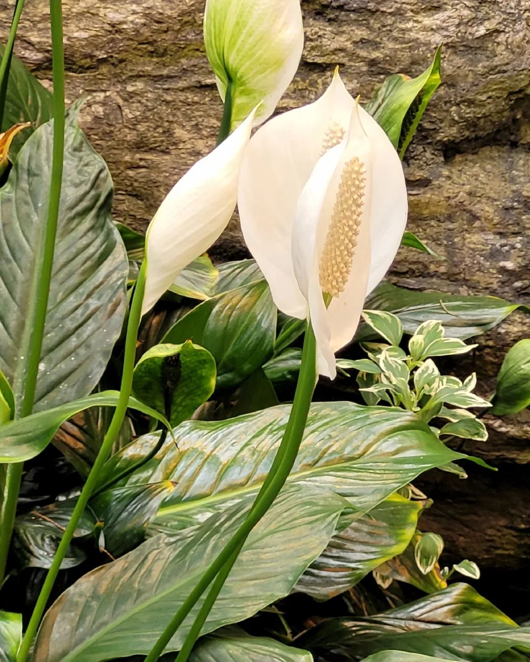A close-up of a blooming peace lilies plant with lush green leaves and elegant white flowers, set against a tranquil indoor background that evokes calm and serenity. The image highlights the peace lily’s graceful structure and delicate blossoms. The background softly blurs to keep focus on the plant’s beauty, symbolizing peace and purity. A subtle, soft light filters through the scene, adding warmth and depth. The text overlay reads