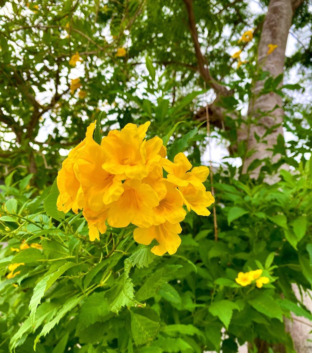Yellow Bells (Tecoma stans)