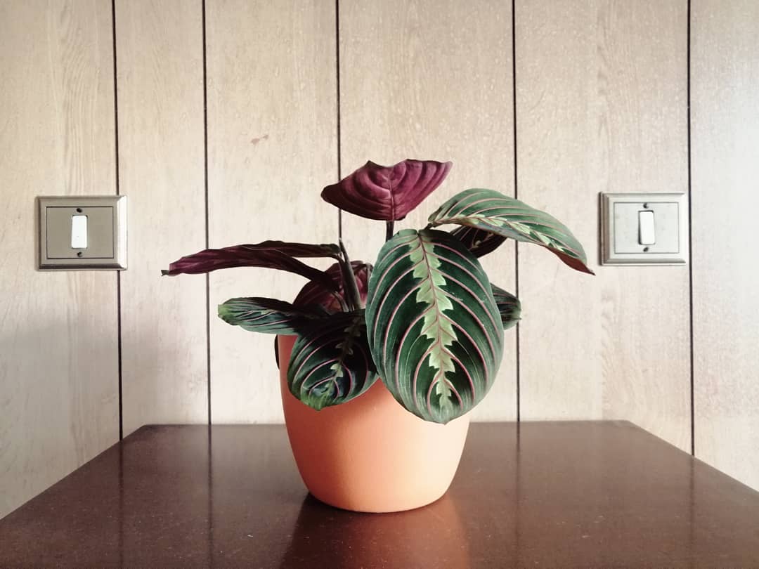 Red Prayer Plant (Maranta leuconeura