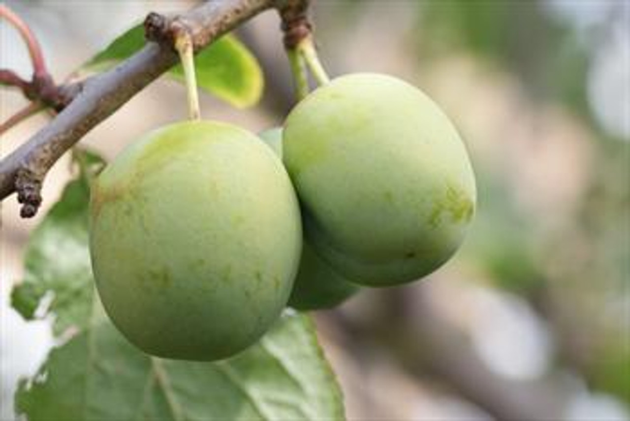 Greengage Types of Plums