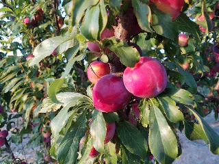 Santa Rosa Types of Plums