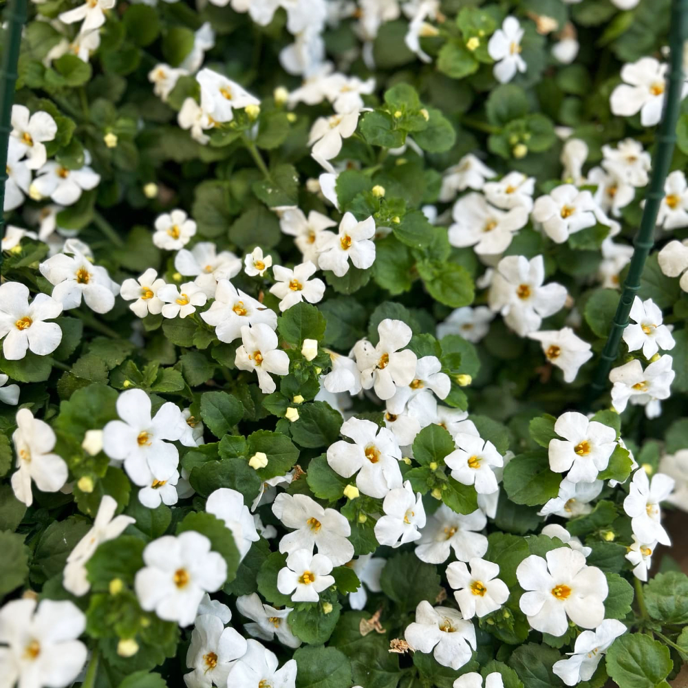 Bacopa