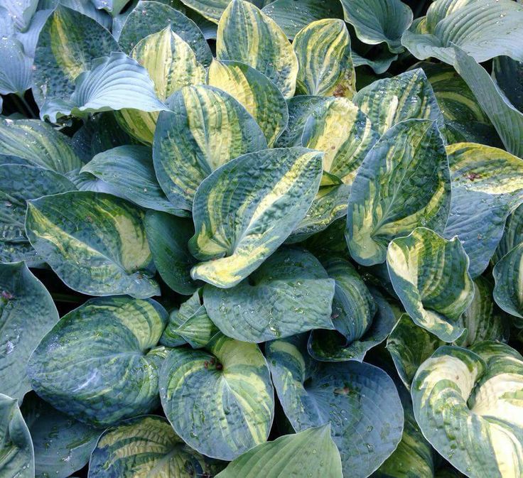 Hosta Bleuphoria (sometimes written as bleuphoria hosta) is