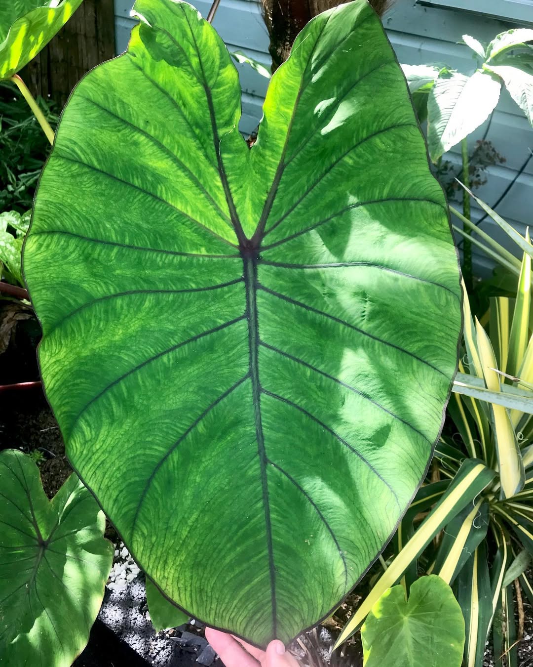 Blue Hawaii (Colocasia âBlue Hawaiiâ)