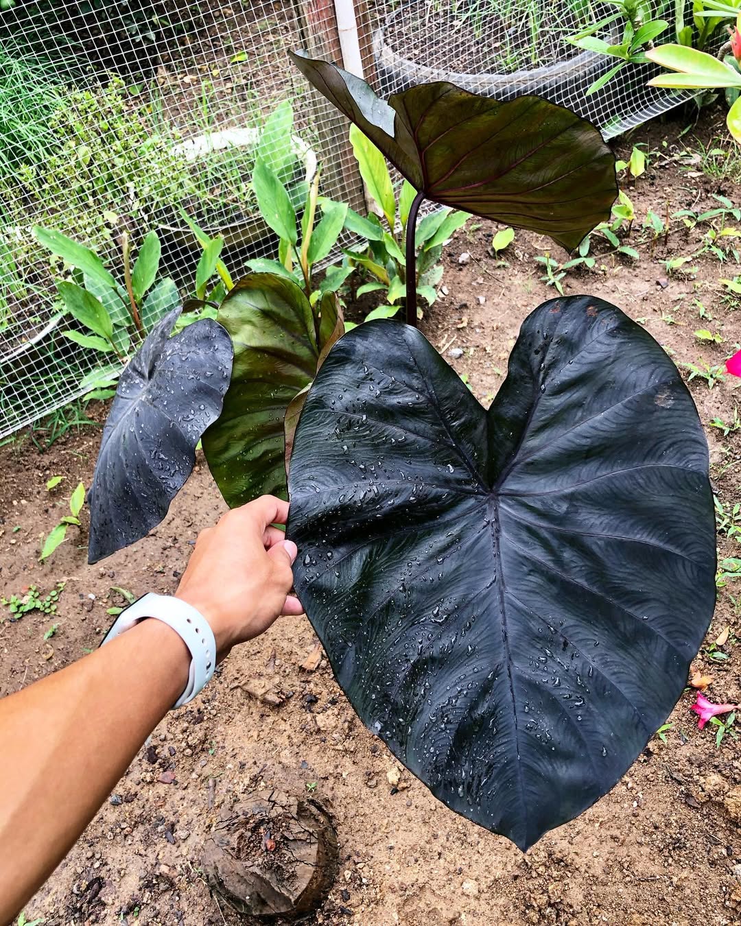 Diamond Head (Colocasia âDiamond Headâ)