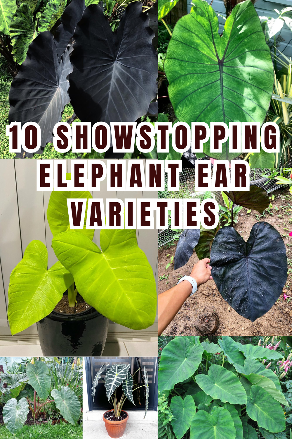 Elephant Ear Obsession 10 Stunning Varieties for Dramatic Gardens đ