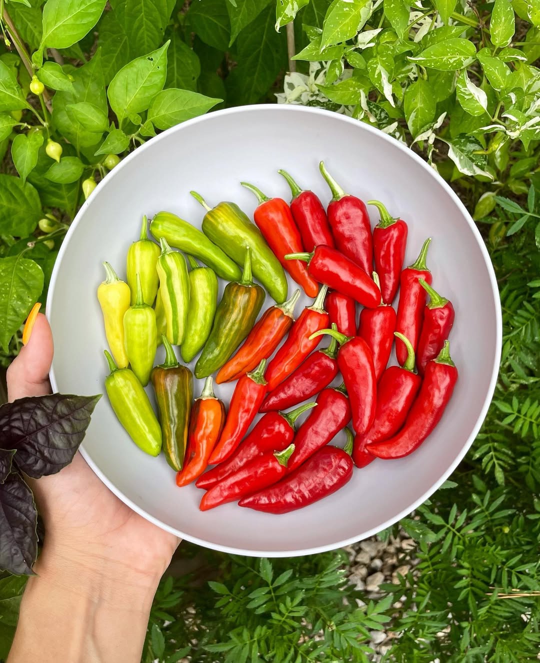 Fish Peppers