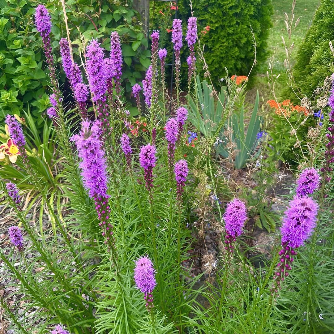 Liatris also known as Gay Feathers are a real eye catcher. 💜💜💜💜💜
.
.
.
.
#liatris #blazingstar #purpleblooms #mygarden