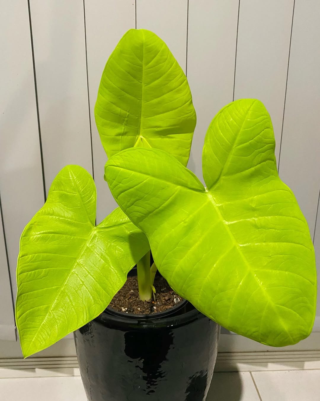 Xanthosoma âLime Zingerâ