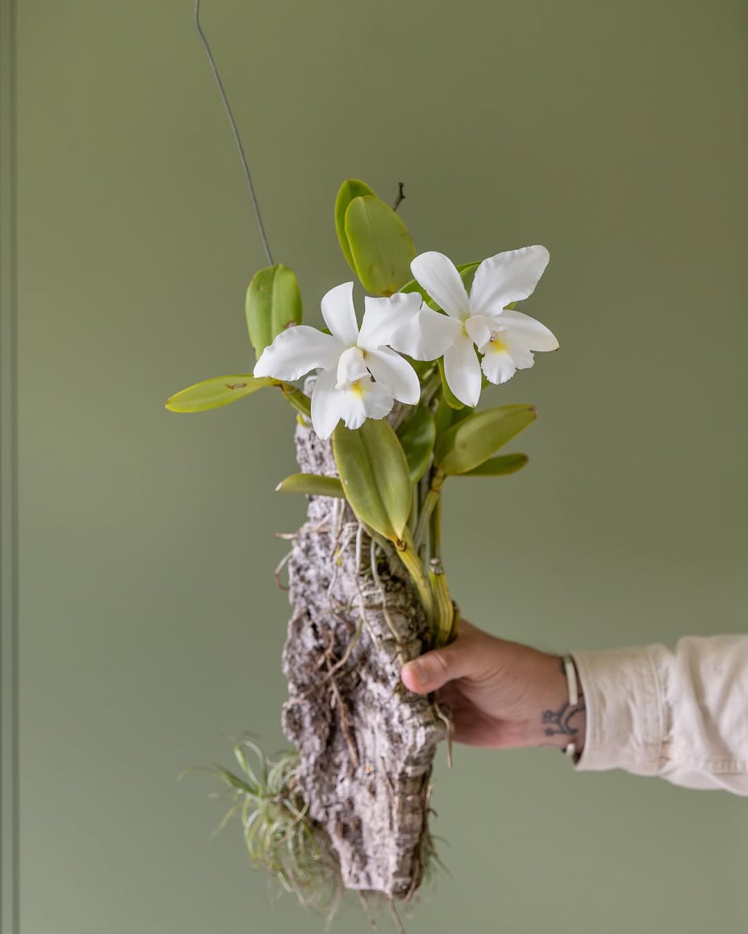 Orchid (Orchidaceae)