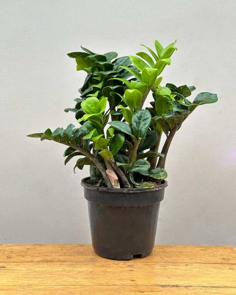 Zamioculcas ‘Zenzi ZZ’
