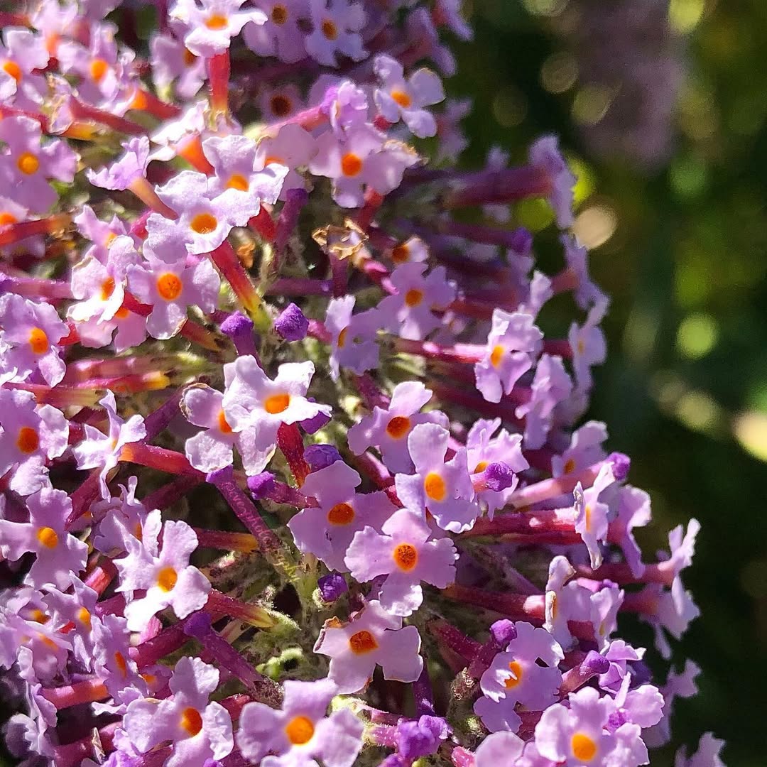Butterfly Bush (Buddleia davidii)