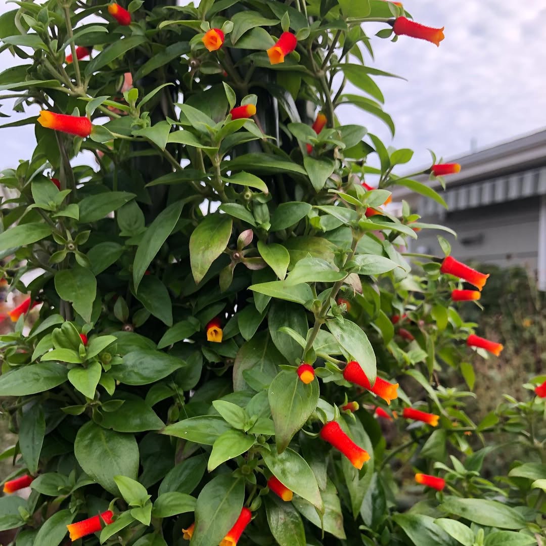 Candy Corn Plant (Manettia luteorubra)